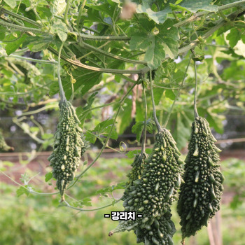 여주 효능