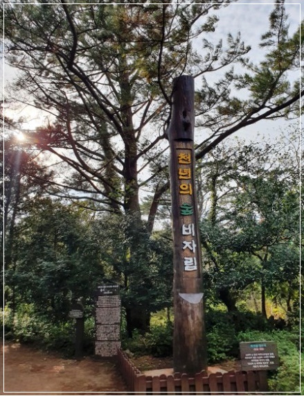  제주도에서 가장 먼저 봄을 느낄 수 있는 2월 제주여행지 추천 - 비자림