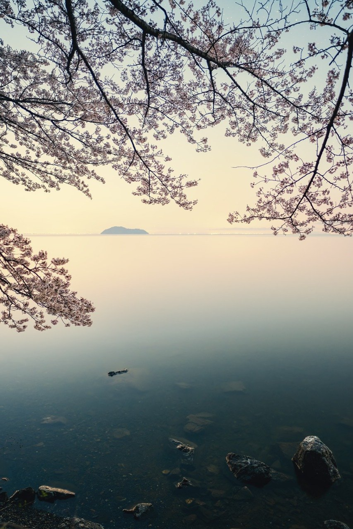 바닷가 벚꽃 사진