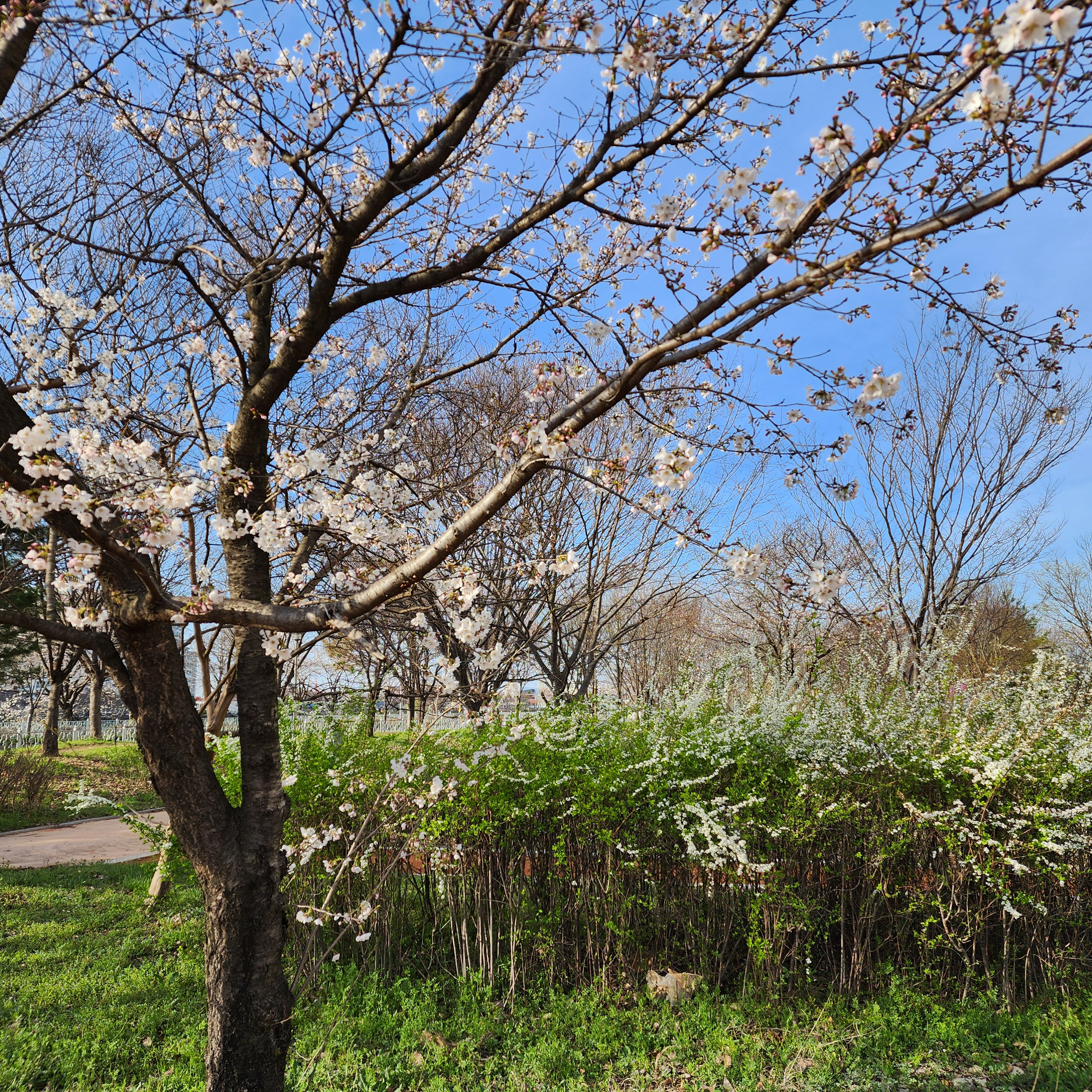 벚꽃과 조팝나무