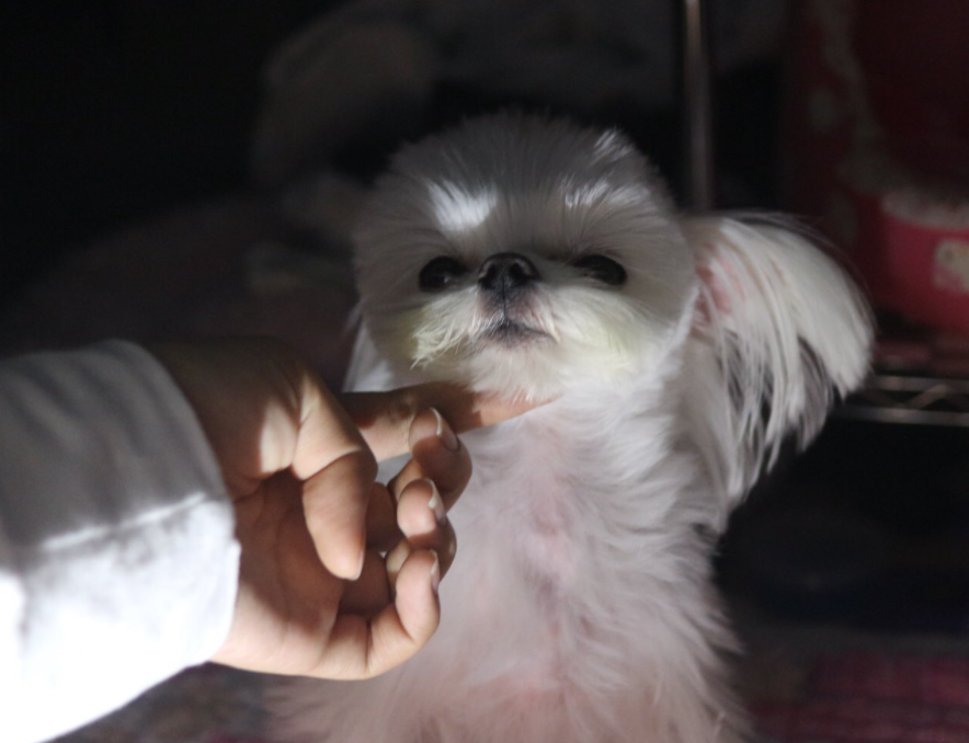  귀신 꿈해몽 귀신 나오는 꿈은 정말 무서운 꿈일까?