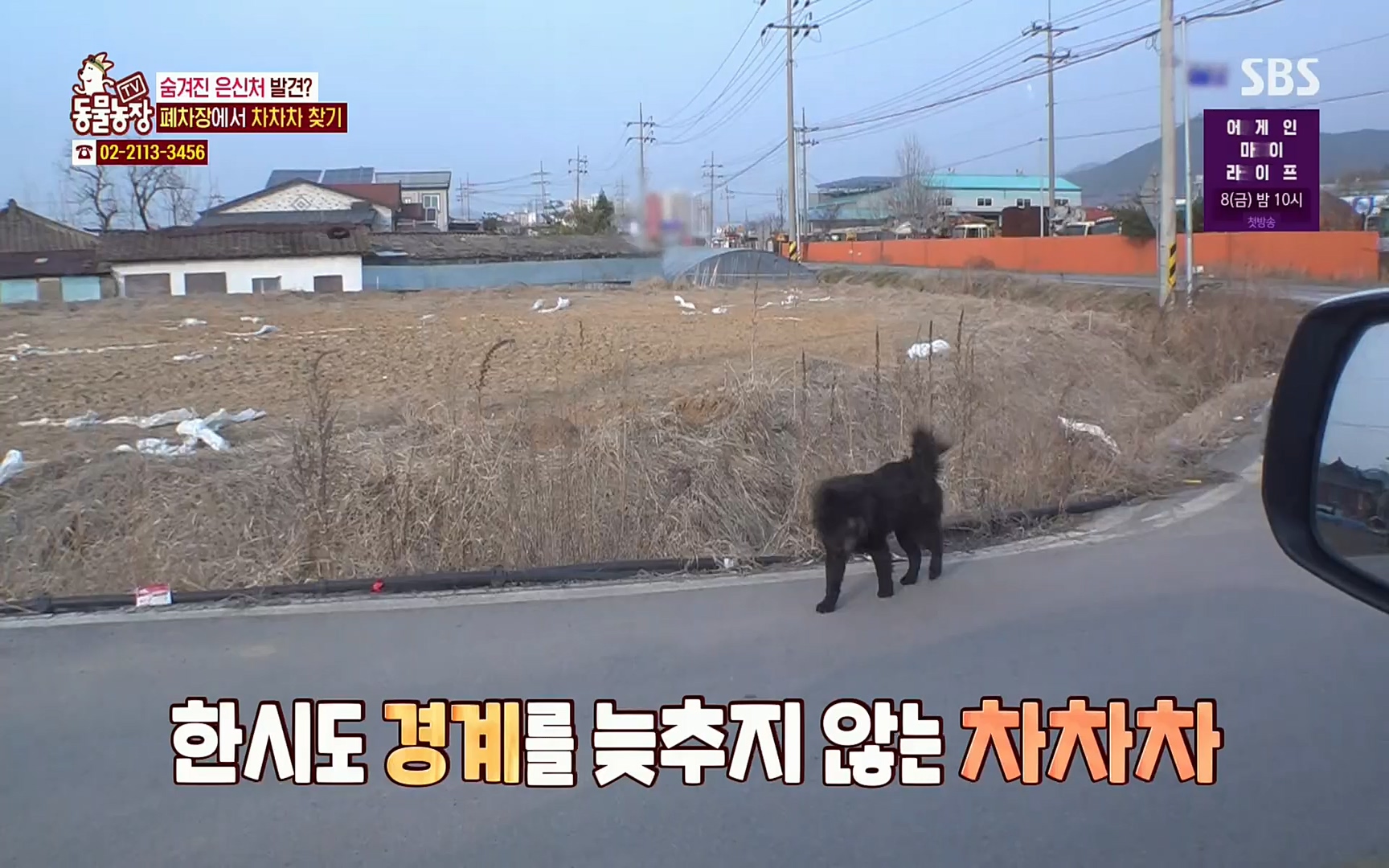 TV 동물농장.E1063.220403p.H264-F1RST.mp4_20220403_175114.994.jpg