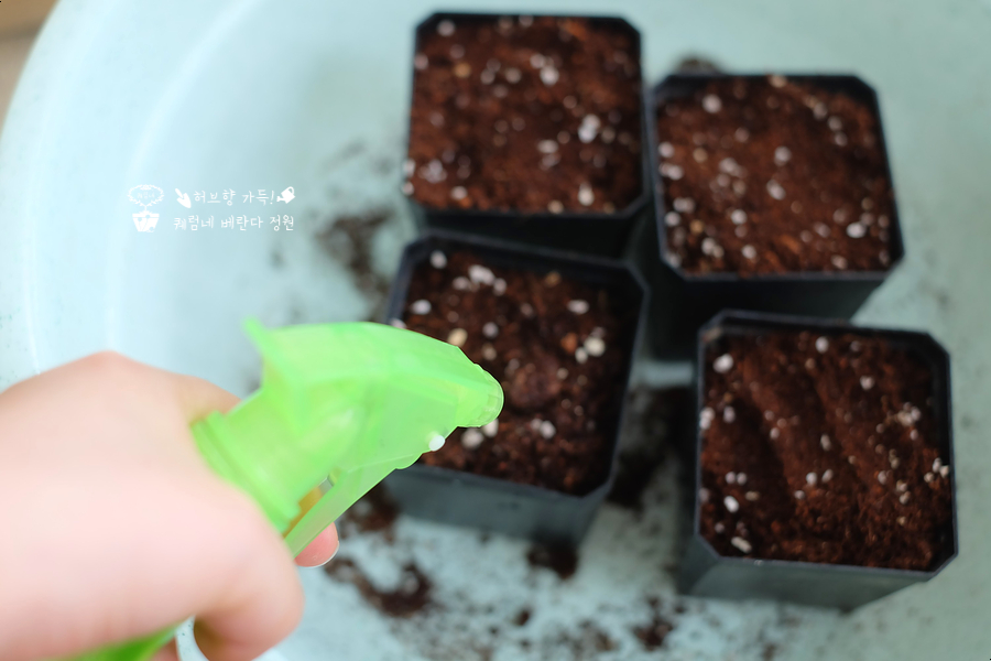 집에서 감자 재배(채소재배) - 모내기 시간, 수확 시기, 씨감자 싹을 틔우는 방법, 모종, 잎, 기장, 추비 4