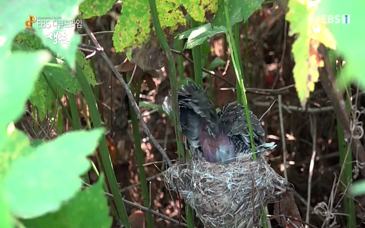 EBS 다큐프라임_ 220628.avi_20220629_210209.292.jpg