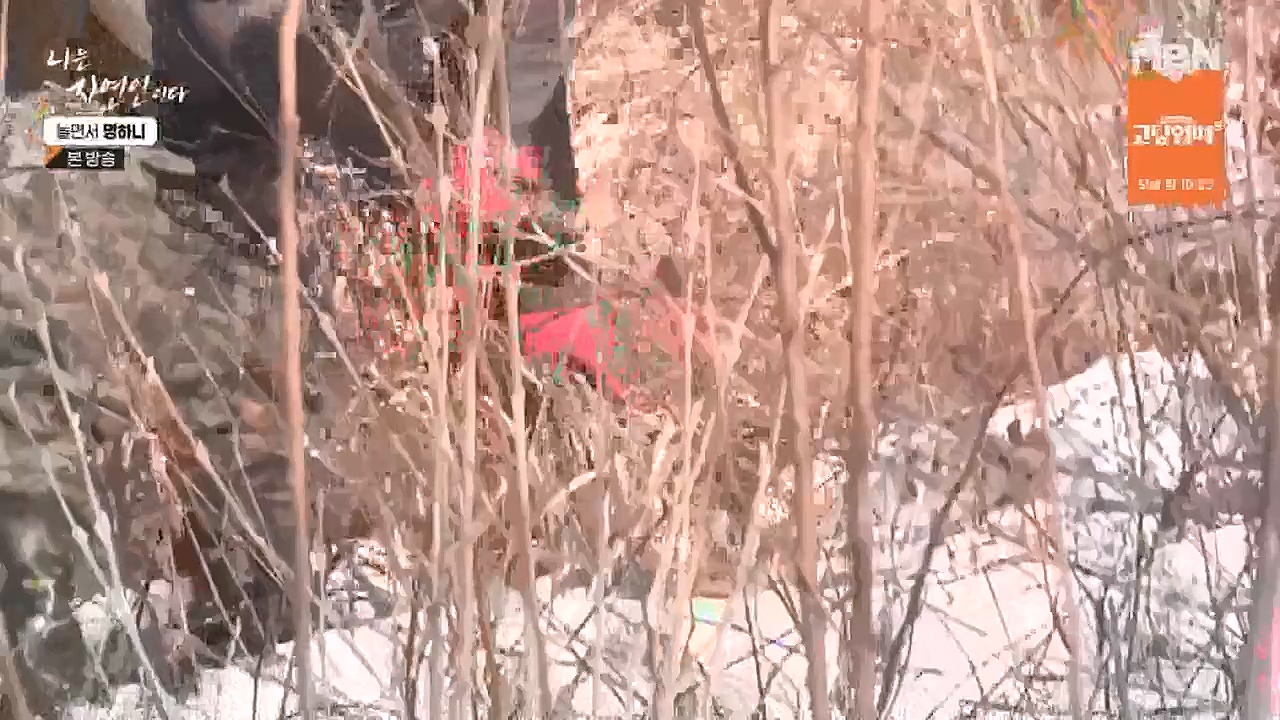 나는 자연인이다.E538.230126p-NEXT.mp4_20230126_194018.039.jpg