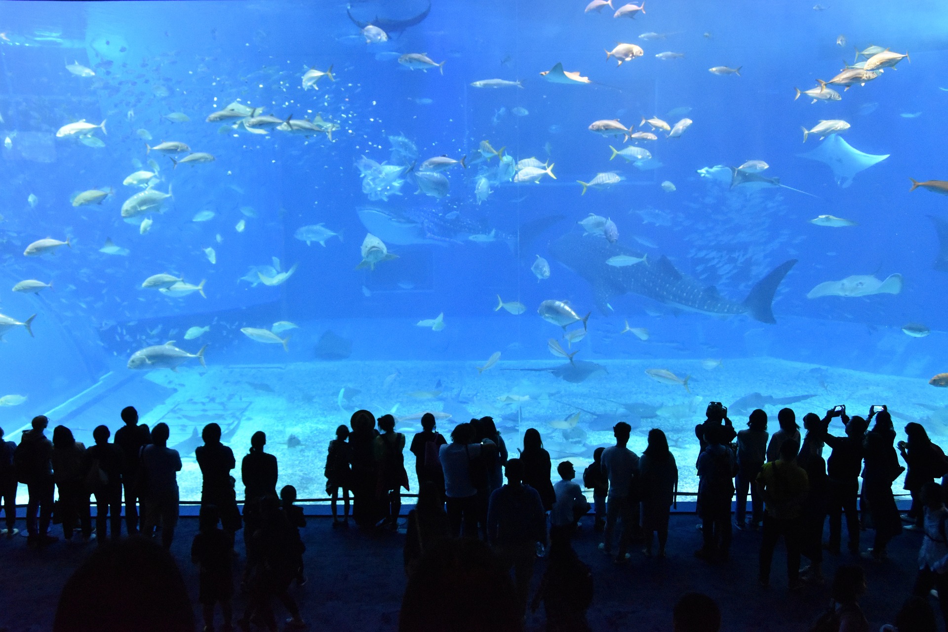 오키나와 츄라우미 아쿠아리움의 거대한 메인 수조 안 물고기들을 감상하는 관람객들