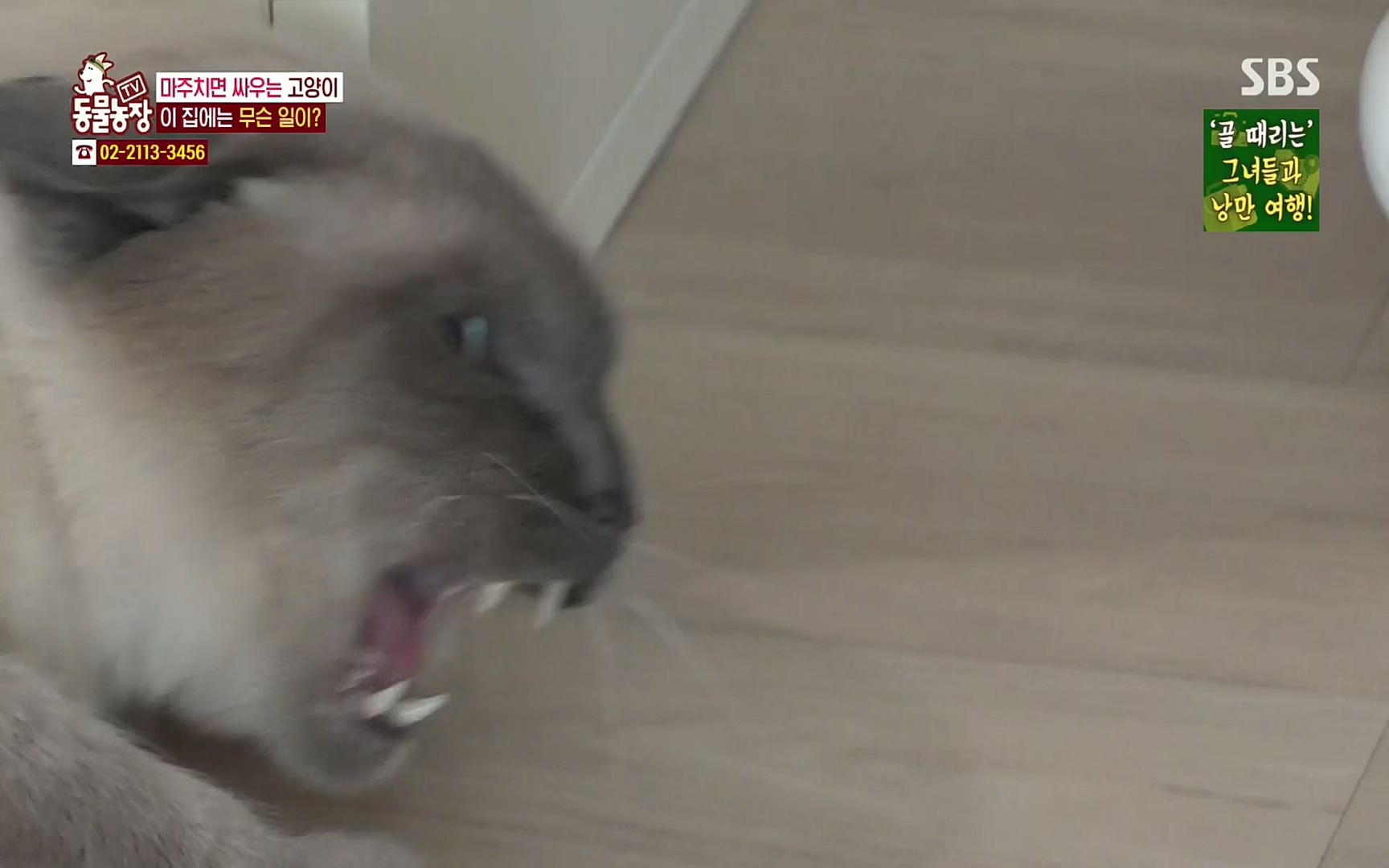 TV 동물농장.E1067.220501p.H264-F1RST.mp4_20220501_185004.758.jpg