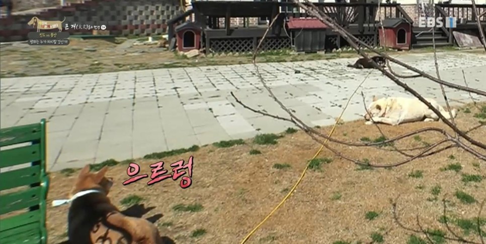 풍산개의치열한 혈투와 전쟁 - EBS 세상에 나쁜 개는 12