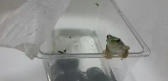 개구리 가격 키우기 분양 수명 먹이 성격 종류_24