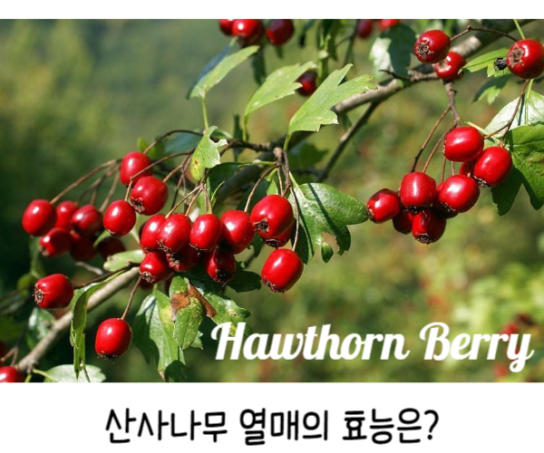  산사나무 산사열매 리얼효능 미국영양제소개