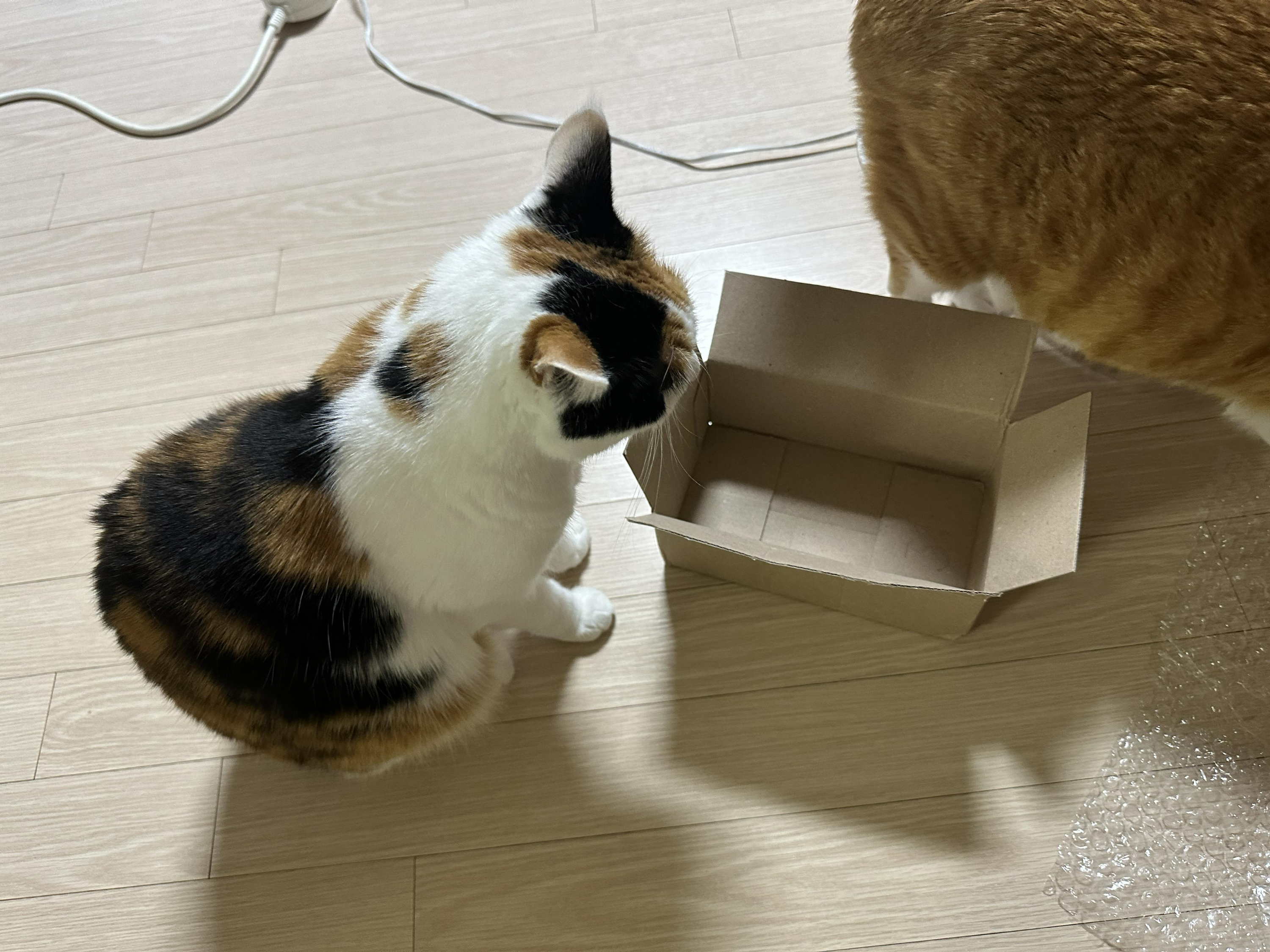 작은_상자_앞에_앉아_있는_삼색냥이_요미