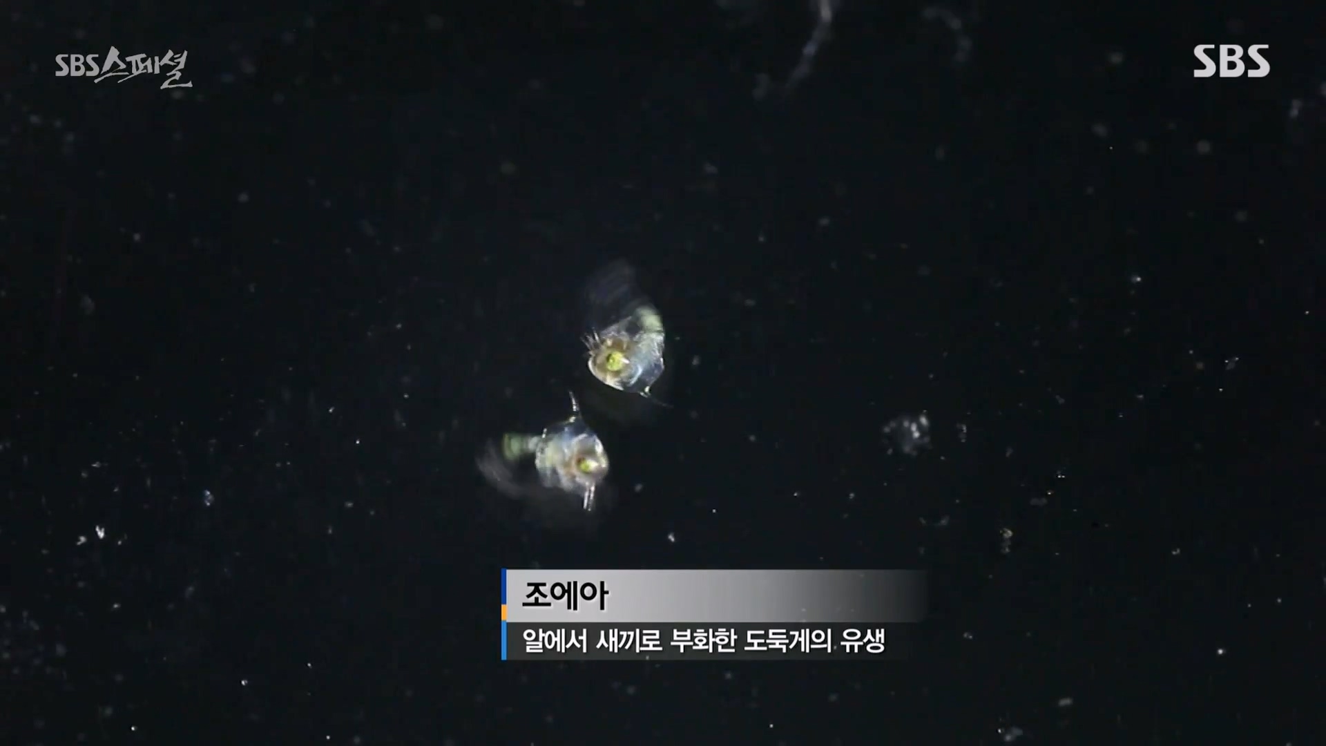 일요특선 다큐멘터리.E344.240310p-NEXT.mp4_20240310_155231.542.jpg