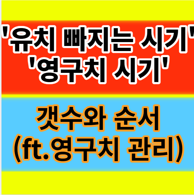  유치 빠지는 시기 갯수 순서 영구치 나는 시기 알아보기