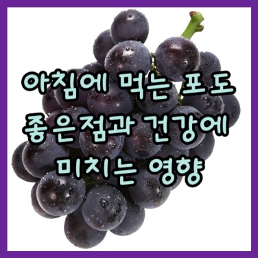  아침에 먹는 포도 좋은점과 건강에 미치는 효과