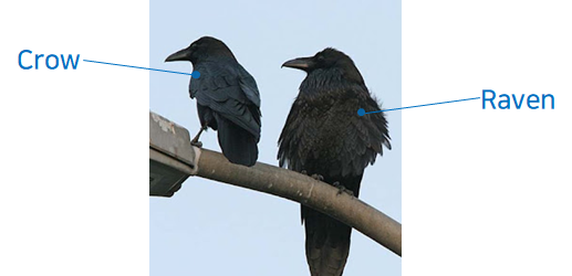 동일하게 &#39;까마귀&#39;라고 불리지만 특성과 생김새에 차이가 있는 Crow와 Raven의 사진