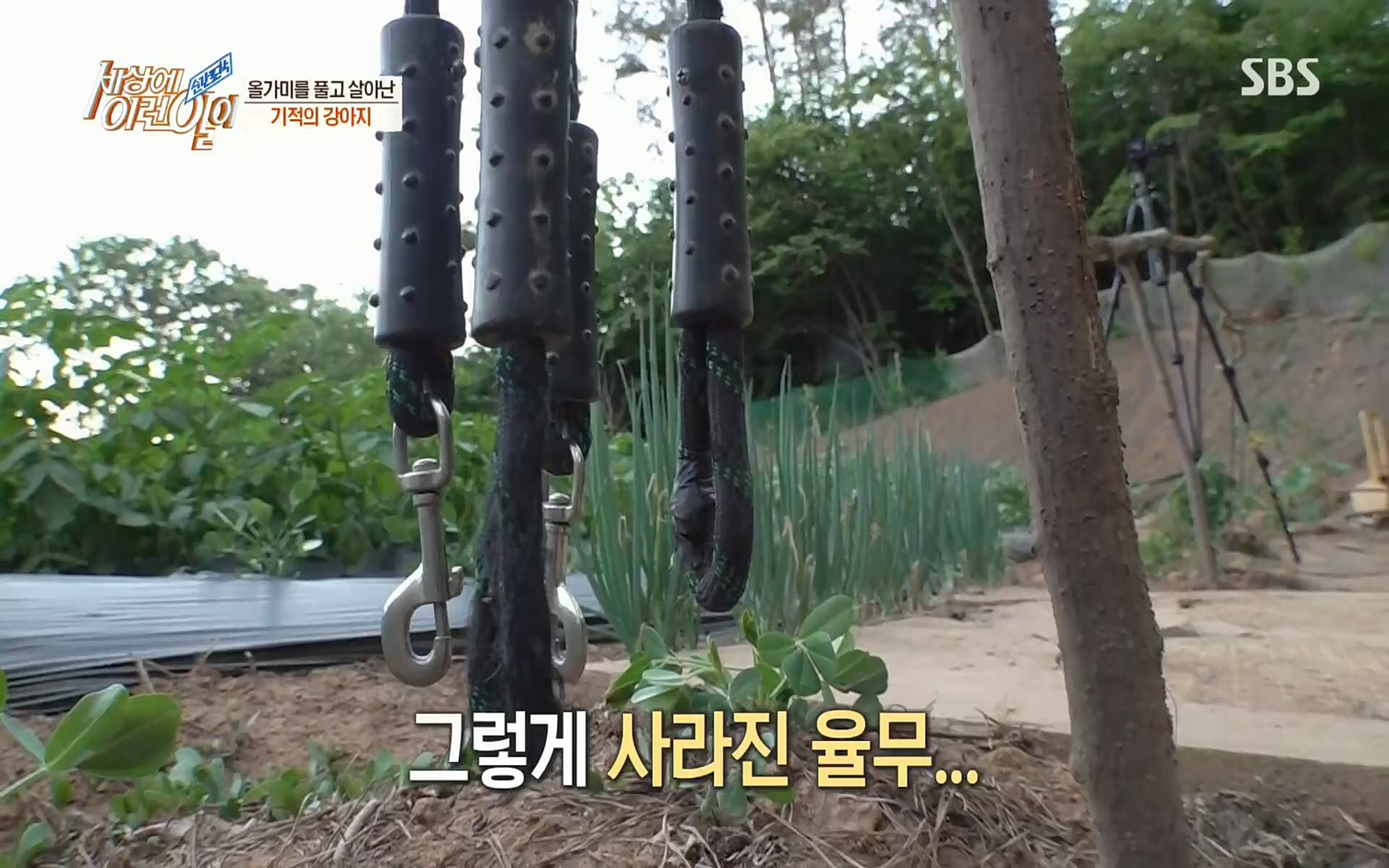 순간포착 세상에 이런일이.E1184.220614p.H264-F1RST.mp4_20220615_201705.526.jpg