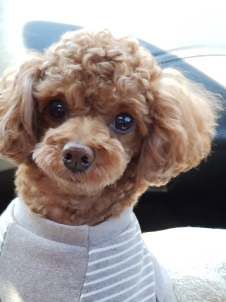  댕댕이 면역력 높이기 1탄< BEST 음식 3가지!>