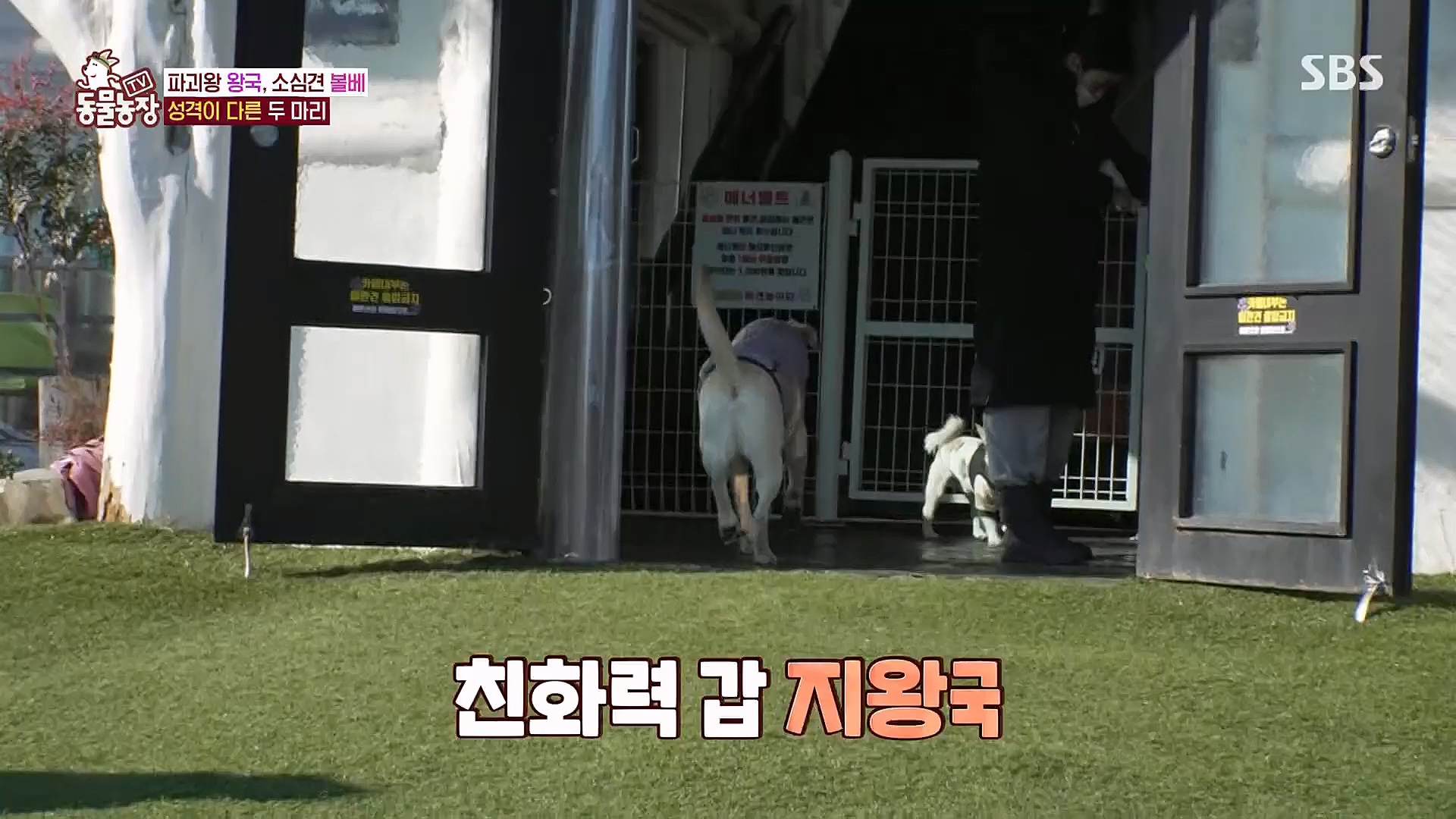 TV 동물농장.E1106.230129p.H264-F1RST.mp4_20230130_192726.664.jpg