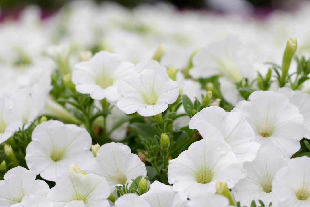 Petunia