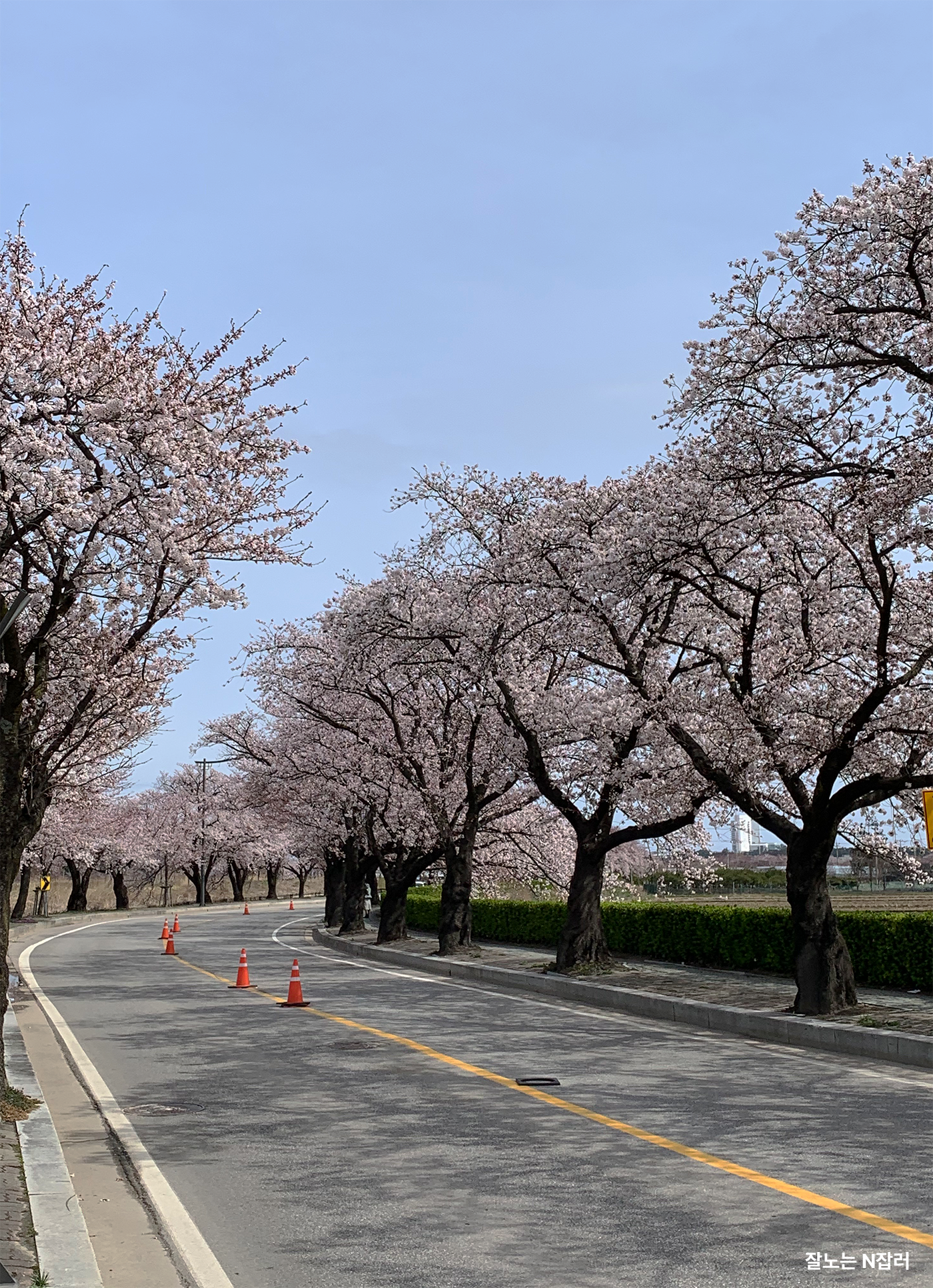  강릉 '경포호' 벚꽃