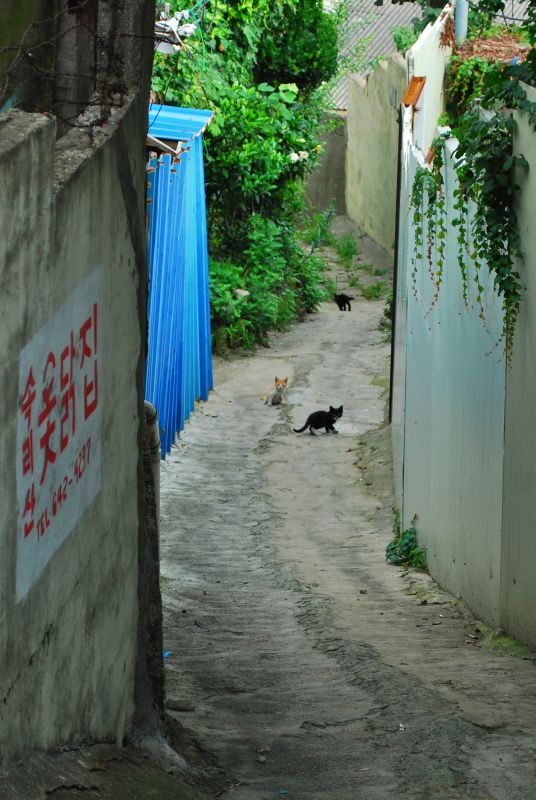 문현동 돌산마을 고양이 가족