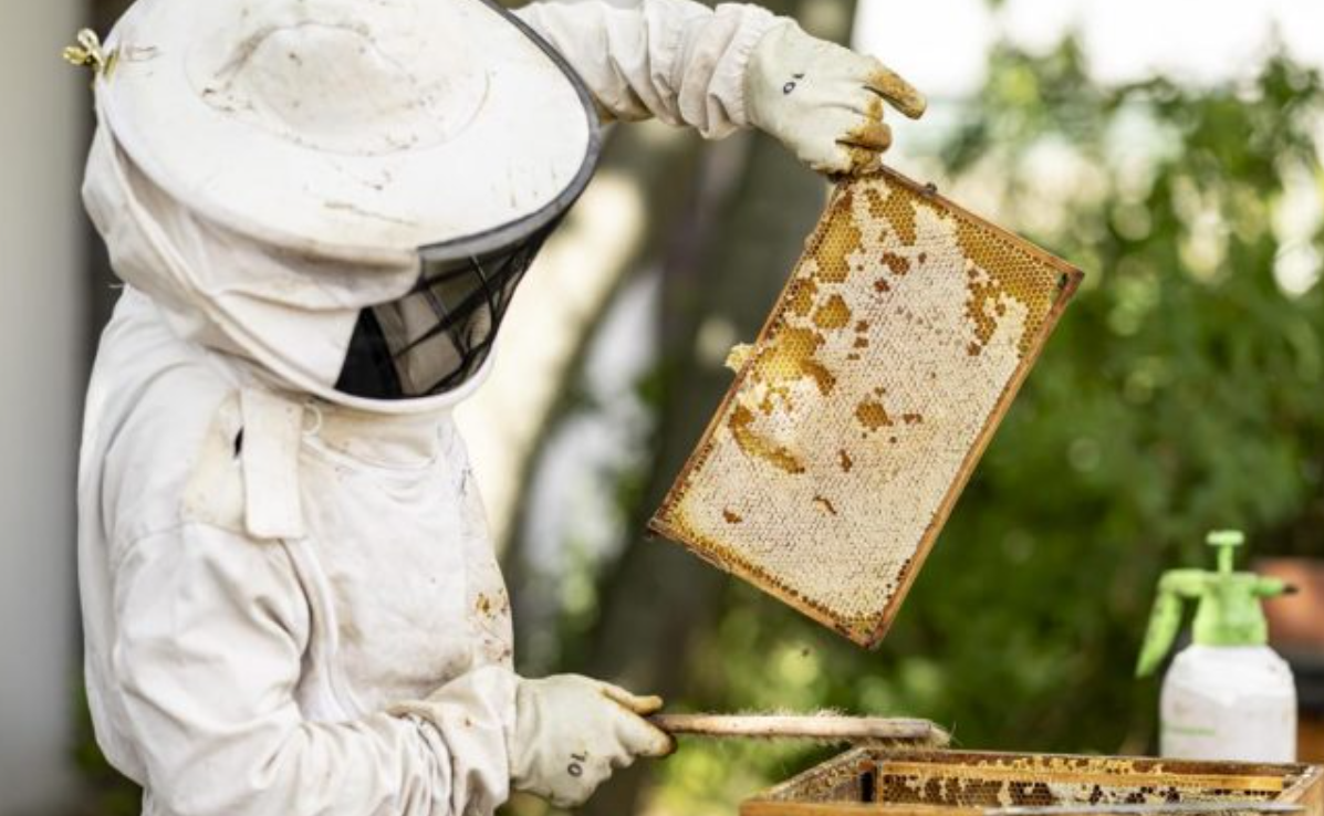 Busy Bees Beekeepers Report Good Honey Harvest