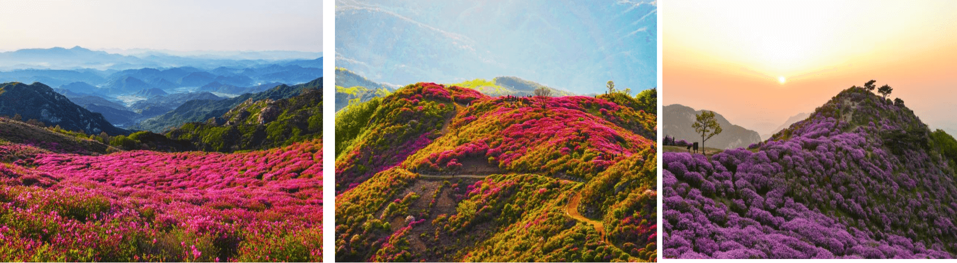 황매산철쭉 등산코스
