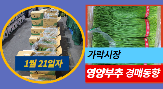  [경매사 일일보고] 1월 21일자 가락시장 영양부추 경매동향을 살펴보겠습니다!