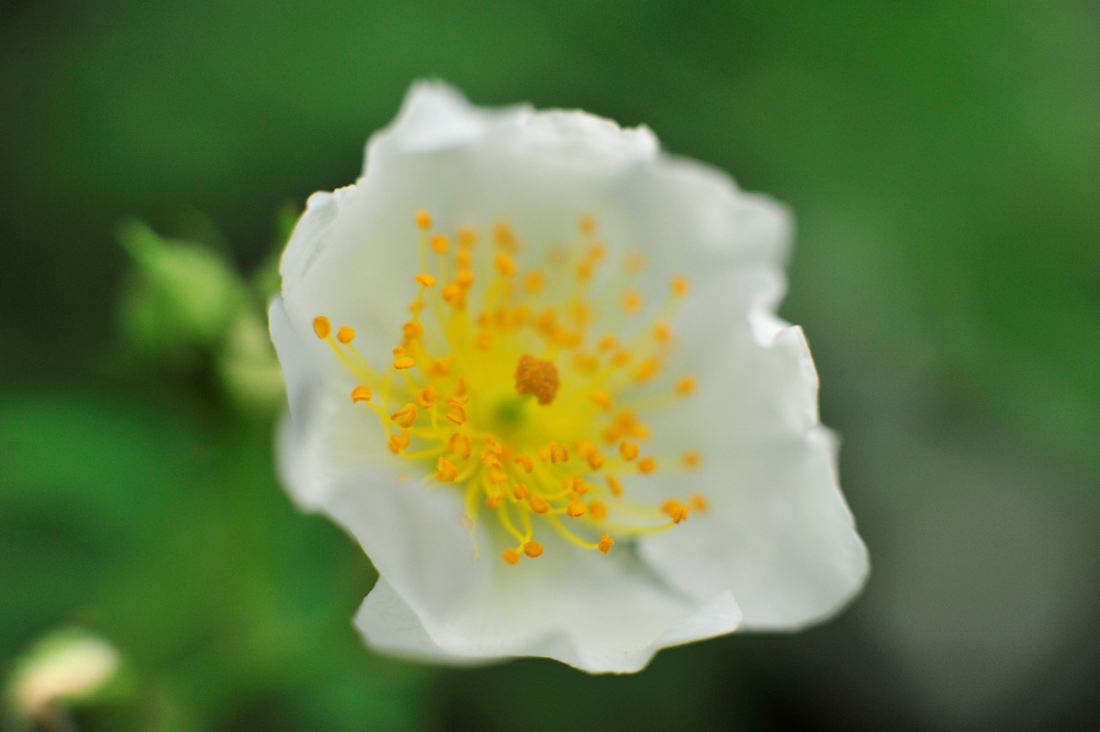 들장미-찔레꽃 (wild rose)
