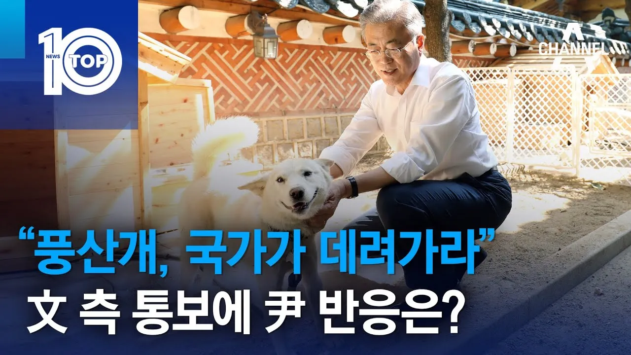 풍산개 분양 가격 수명 성격 장점 단점_8