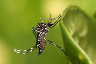 의학용어 ZIKV = zika virus 뜻 지카 바이러스