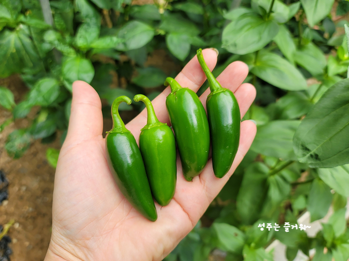 아파트 정원작물 할라페노 고추 재배, 고추씨 심기, 묘목 심기, 수확, 피클 만들기 6