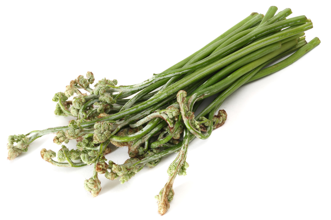 [식재료] 양치류 고사리의 효능에 6