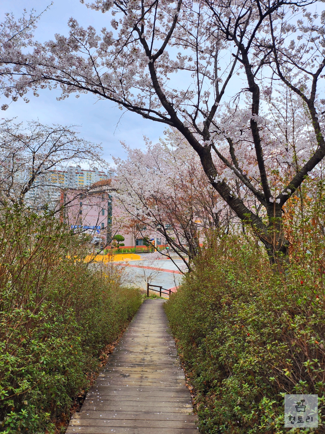 은구비공원 벚꽃길