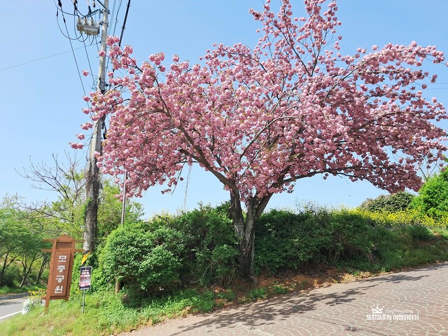 모충공원 이정표 앞에 겹벚꽃 나무가 한그루 있다