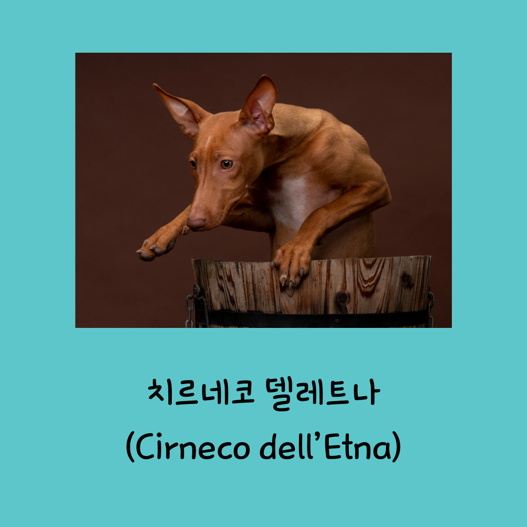 치르네코 델레트나