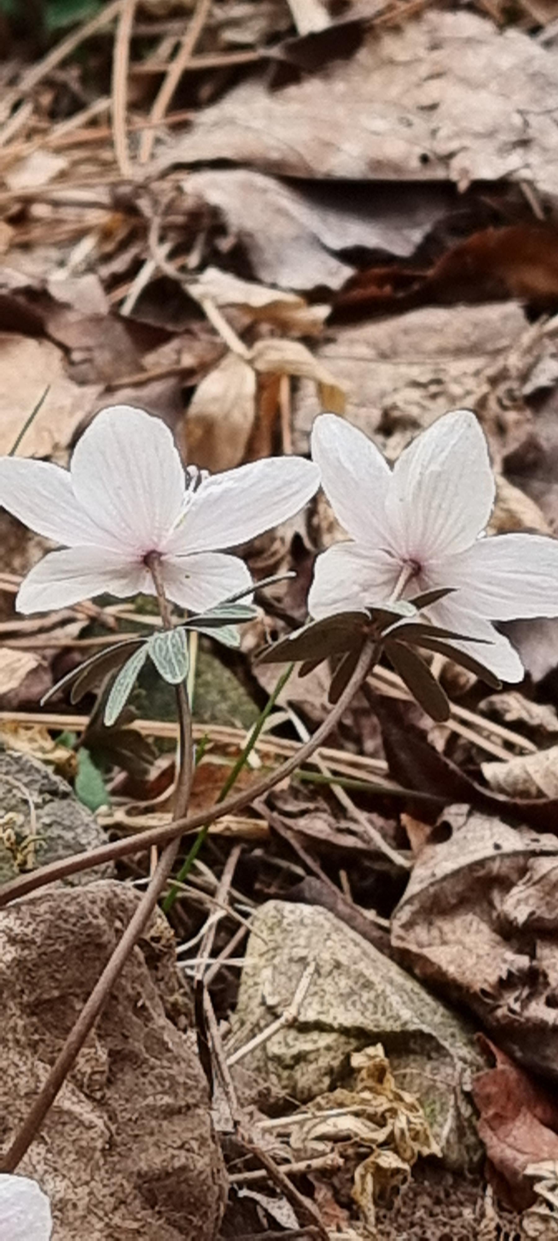 변산바람꽃 49
