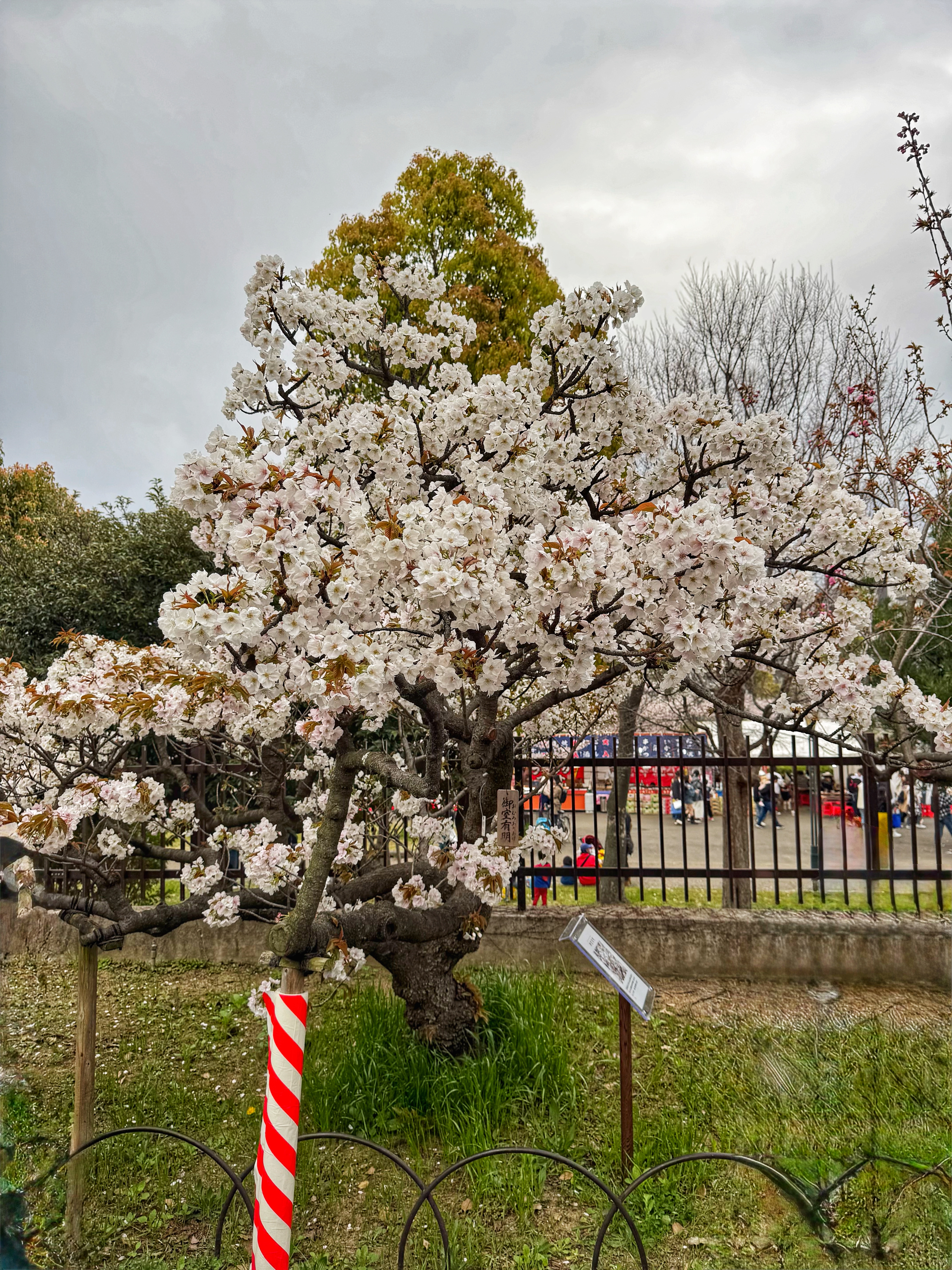 [일본 오사카] 조폐국 본국 벚꽃 통과하기 축제 후기 Cherry Blossom Viewing in Mint Osaka Japan