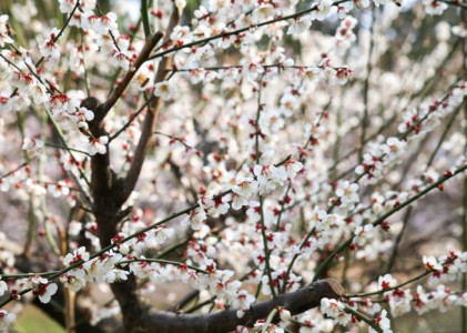 봄 매화꽃 축제 여행 정보