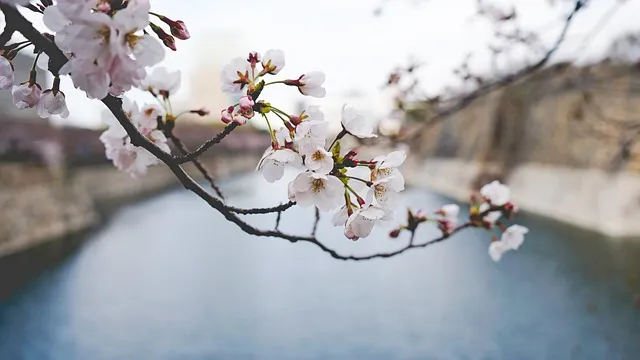 5월 수도권 꽃구경 꽃축제 10선_2
