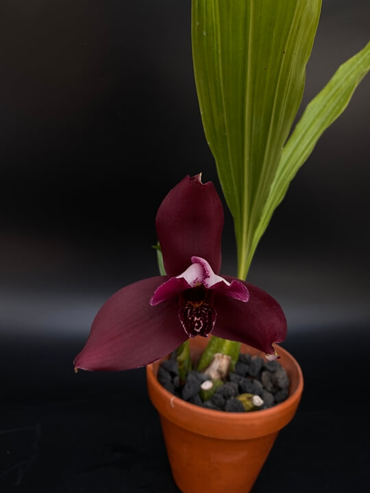 Lycaste Abou Sunset