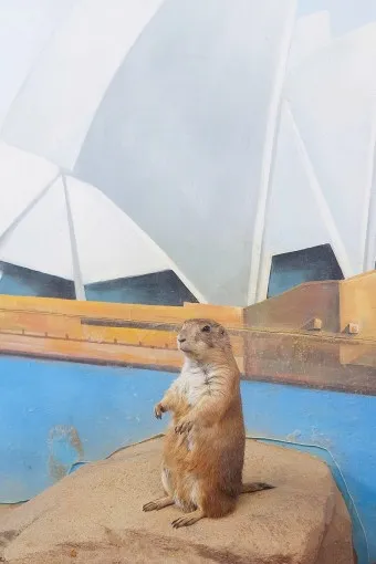 프레디독 가격 키우기 분양 수명 먹이 성격 종류_7