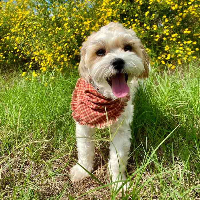 빨간색 체크무늬 머플러를 목에 두르고 있는 풀밭 위 귀여운 강아지