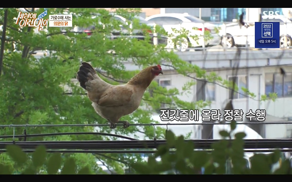 순간포착 세상에 이런일이.E1182.220532p-NEXT.mp4_20220601_173145.964.jpg