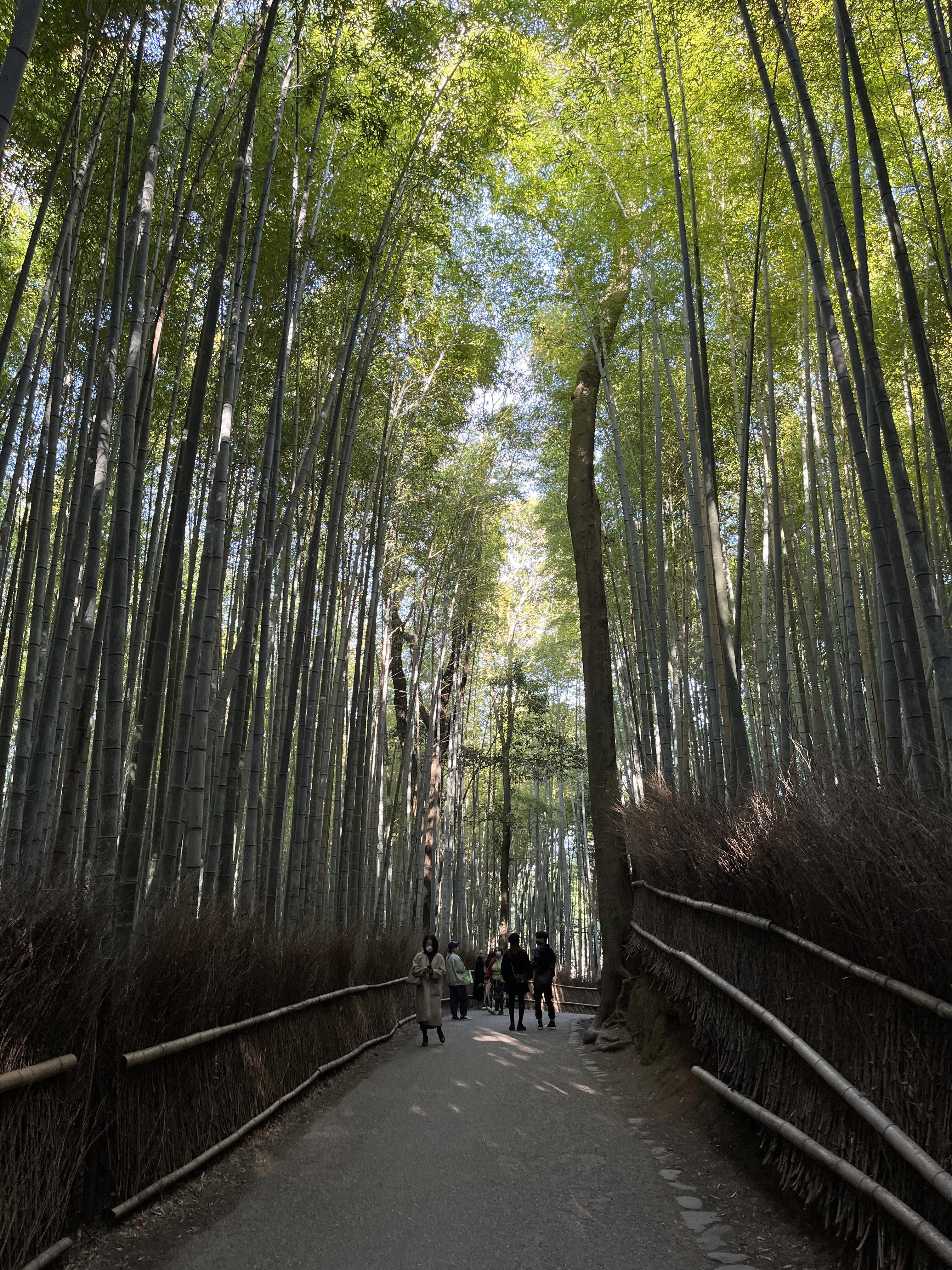 bamboo 일본 교토