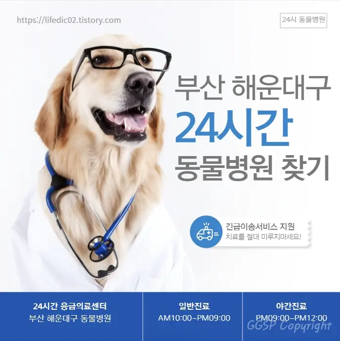  부산 해운대구 근처 동물병원 24시간 일요일 반려동물 병원 찾기