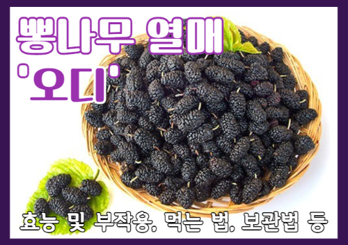 뽕나무의 오디즙 효능 부작용