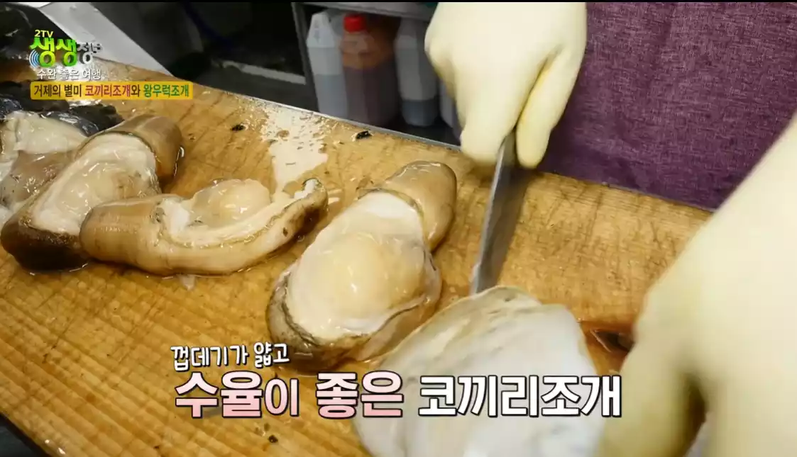 코끼리 조개