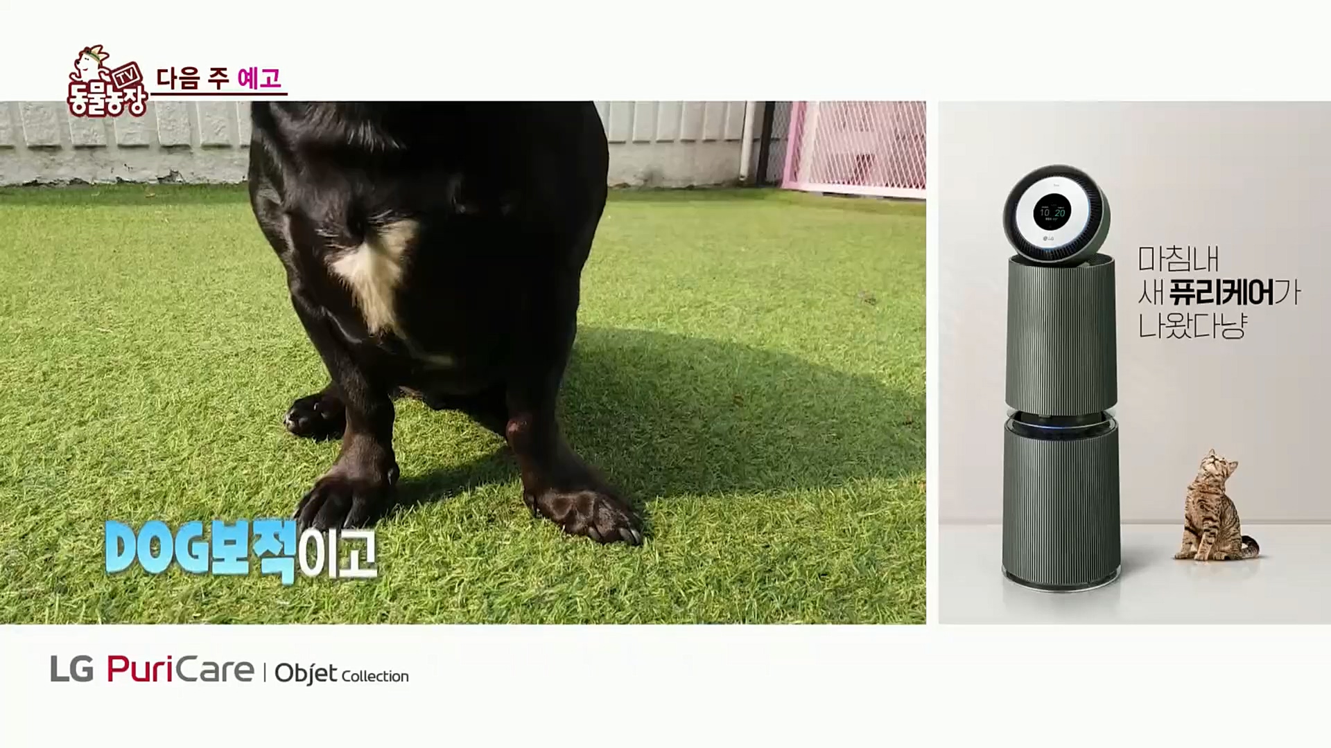 TV 동물농장.E1097.221127p.H264-F1RST.mp4_20221127_181723.884.jpg