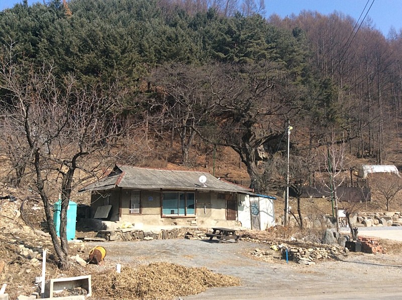  평창 운교리 밤나무&먹거리